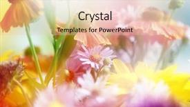  Presentation with flower - Presentation with flower background beautiful flowers made background and a  colored foreground