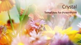  Presentation with flower - Audience pleasing presentation consisting of flower background beautiful flowers made backdrop and a lemonade colored foreground