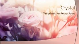  Presentation with flower - Slides having flower background beautiful flowers made background and a  colored foreground