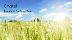  Presentation with bloom - Beautiful presentation featuring flower background with sun rays backdrop and a  colored foreground