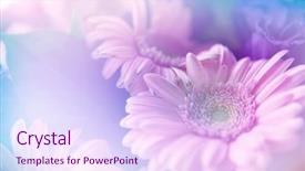  Presentation with green glitter - Cool new theme with flower background backdrop and a pink colored foreground