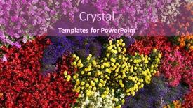  Presentation with pattern - PPT theme enhanced with flower-backround-natural-flora-pattern background and a coral colored foreground