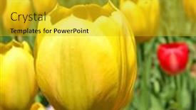  Presentation with tulips - Amazing PPT layouts having flower-bed-of-yellow-darwin backdrop and a gold colored foreground