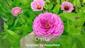  Presentation with flower elegant - Slides featuring the majors or zinnia background and a forest green colored foreground