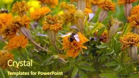  Presentation with bee - Amazing presentation theme having flower-bee-beautifull-animal-summer backdrop and a tawny brown colored foreground