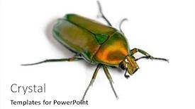  Presentation with african elephant loxodonta africana - Presentation theme consisting of flower-beetle-chlorocala-africana-isolated background and a white colored foreground