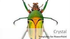  Presentation with flower - Slide deck consisting of flower-beetle-chlorocala-quadrimaculata-isolated background and a white colored foreground
