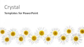  Presentation with border flower - Slides featuring flower border of oxeye daisies isolated on white background background and a white colored foreground