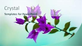  Presentation with green leaves - Audience pleasing theme consisting of flower-bougainvillea-with-green-leaves backdrop and a sky blue colored foreground