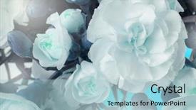  Presentation with blue flower - Slide deck enhanced with flower bouquet background white carnations background and a light blue colored foreground