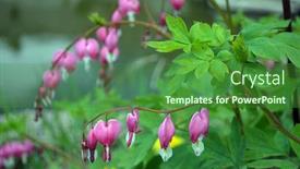  Presentation with broken heart - Cool new PPT theme with flower-broken-heart-heart backdrop and a forest green colored foreground