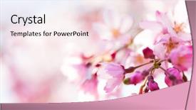  Presentation with bud - Amazing presentation having flower bud and young boom backdrop and a lemonade colored foreground