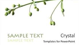  Presentation with lime green and white flower - Cool new PPT theme with close-up of tiny flower backdrop and a white colored foreground