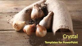  Presentation with blue flower bulb field - Cool new presentation design with flower bulbs and soil on sackcloth napkin on wooden background backdrop and a tawny brown colored foreground