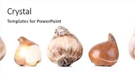  Presentation with flower - Cool new PPT theme with flower bulbs isolated on white backdrop and a white colored foreground