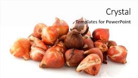  Presentation with tulips - Theme with flower bulbs tulips stacked isolated background and a white colored foreground