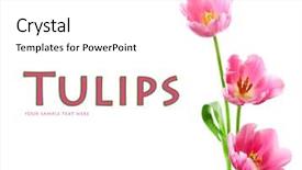 Presentation with tulips - PPT theme with flower card - beautiful tulips isolated on white background and a  colored foreground