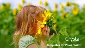  Presentation with sunflower - Audience pleasing theme consisting of happy little girl smelling a sunflower on the field in summer backdrop and a tawny brown colored foreground
