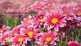  Presentation with chrysanthemum - Cool new presentation with flower chrysanthemum backdrop and a coral colored foreground