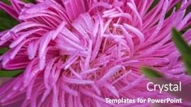  Presentation with shooting - Presentation theme with flower close up macro shooting soft lighting background and a coral colored foreground