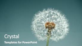  Presentation with blue flower bulb field - Amazing PPT theme having flower closeup in spring blue backdrop and a seafoam green colored foreground