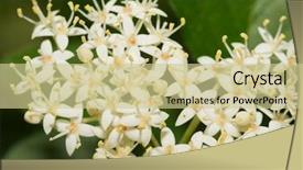  Presentation with dogwood - Theme enhanced with flower clusters of roughleaf dogwood background and a  colored foreground