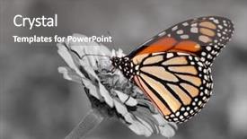  Presentation with monarch butterfly - Cool new PPT theme with flower color spot on black backdrop and a gray colored foreground