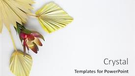  Presentation with protea flower - Slide deck consisting of flower-composition-made-of-dried background and a white colored foreground