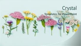  Presentation with wild flower - PPT theme enhanced with flower composition wild healing flowers background and a sky blue colored foreground
