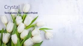  Presentation with flower vintage - Presentation design consisting of flower-composition-with-beautiful-white background and a sky blue colored foreground