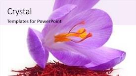  Presentation with food saffron - Slide deck featuring flower crocus and dried saffron background and a lilac colored foreground