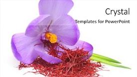  Presentation with food saffron - Audience pleasing PPT theme consisting of flower crocus and dried saffron backdrop and a white colored foreground