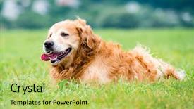  Presentation with beautiful golf courses - Cool new PPT theme with flower cute - beautiful dog golden retriever backdrop and a yellow colored foreground