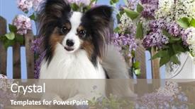  Presentation with human and dog paw print - Presentation theme consisting of flower cute - papillon dog butterfly background and a gray colored foreground