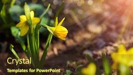  Presentation with daffodil - Slide deck with flower-daffodil-growing-at-flowerbed background and a tawny brown colored foreground