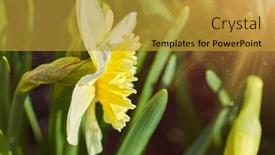  Presentation with daffodil - Presentation design having flower-daffodil-growing-at-flowerbed background and a gold colored foreground