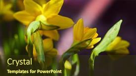  Presentation with daffodil - Amazing slide set having flower-daffodil-growing-at-flowerbed backdrop and a tawny brown colored foreground