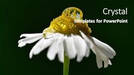  Presentation with dew drop - Presentation design with flower-daisy-with-morning-dew background and a black colored foreground