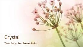  Presentation with border flower - Presentation theme having flower drawing - beautiful nature border background and a lemonade colored foreground