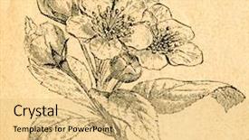  Presentation with apple flower - Colorful presentation theme enhanced with flower drawing - blooming apple tree - old backdrop and a yellow colored foreground