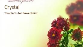  Presentation with border flower - Beautiful presentation featuring flower fall - beautiful asters border backdrop and a cream colored foreground