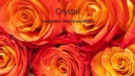  Presentation with roses - Amazing PPT theme having flower fall - beautiful roses isolated on white backdrop and a red colored foreground