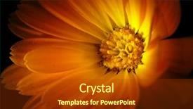 Presentation with calendula - Amazing slides having flower fall - marigold isolated on black calendula backdrop and a tawny brown colored foreground