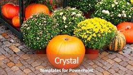  Presentation with paving - PPT theme having flower fall - ripe pumpkins and chrysanthemum background and a red colored foreground