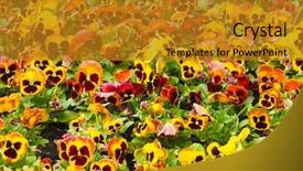  Presentation with pansy - Amazing slides having flower fall - viola tricolor pansy flowerbed backdrop and a  colored foreground
