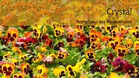  Presentation with pansy - Theme consisting of flower fall - viola tricolor pansy flowerbed background and a  colored foreground