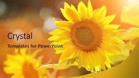  Presentation with sunflowers - PPT theme enhanced with flower farme - big beautiful sunflowers outdoors shallow background and a gold colored foreground