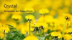  Presentation with leafy rice field - Colorful PPT theme enhanced with flower farme - field of dandelions backdrop and a  colored foreground