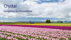  Presentation with washington state ferries - Colorful PPT layouts enhanced with flower farme - field of tulips at skagit backdrop and a lemonade colored foreground