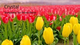  Presentation with tulips - PPT layouts having flower farme - field of tulips at skagit background and a red colored foreground